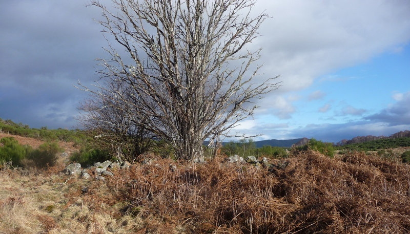 Image of Gallow House Hill (Cairn(s)) by drewbhoy