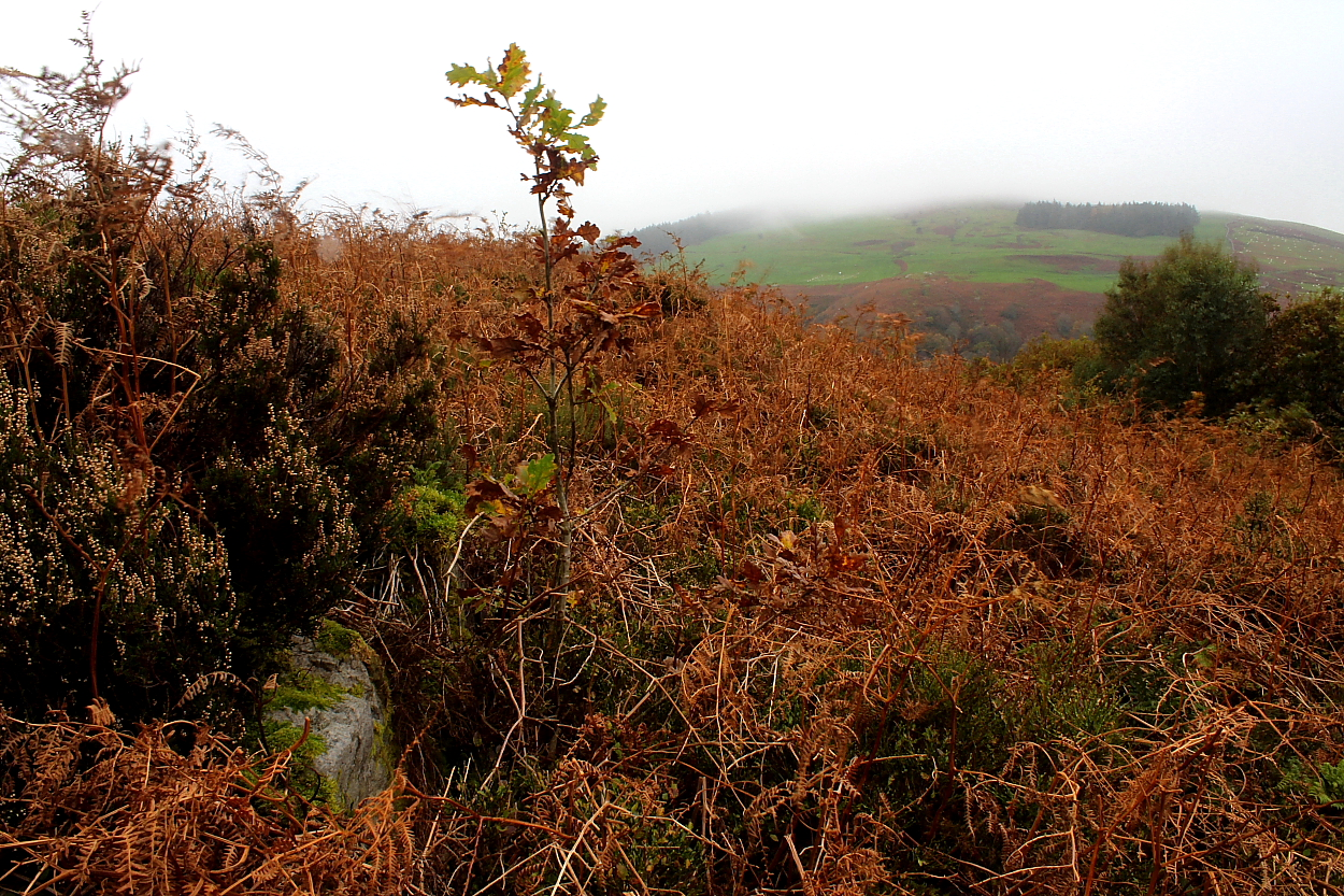 Image of Maes y Gaer (Hillfort) by GLADMAN
