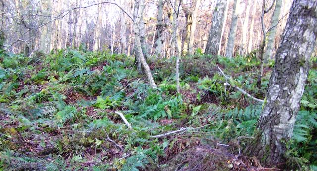 Image of Clerkhill Wood (Ancient Village / Settlement / Misc. Earthwork) by drewbhoy