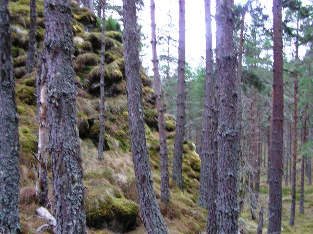 Image of Creag Garten (Hillfort) by drewbhoy