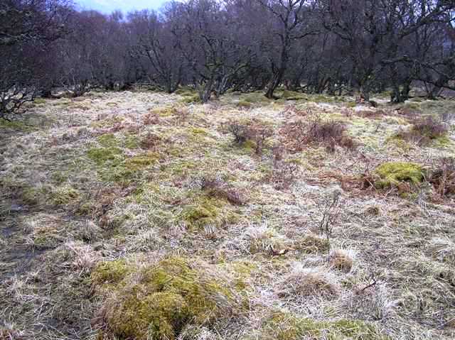 Image of Creagan Mor (Cairn(s)) by drewbhoy