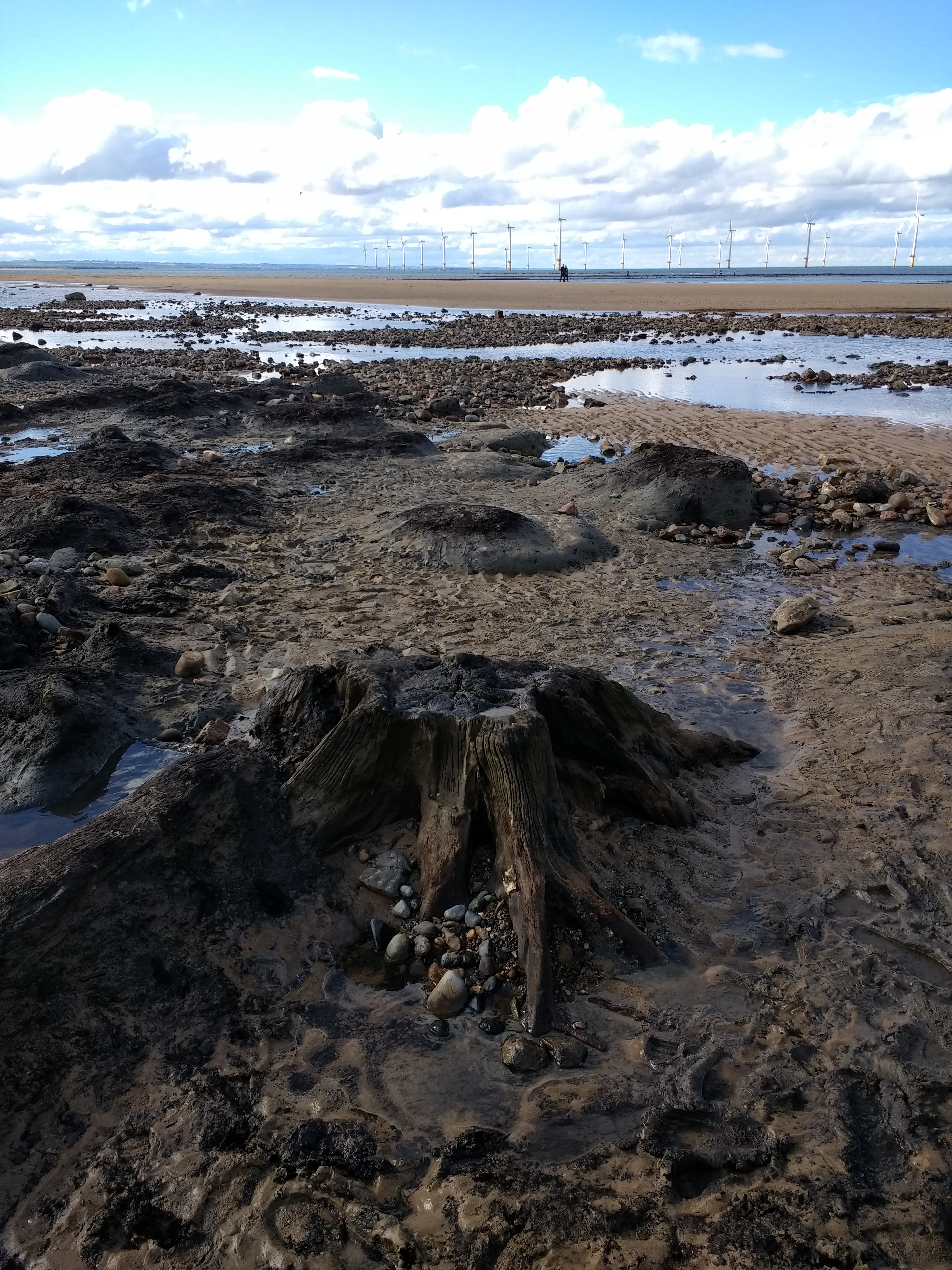 Image of Redcar Beach Submerged Forest (Mesolithic site) by spencer