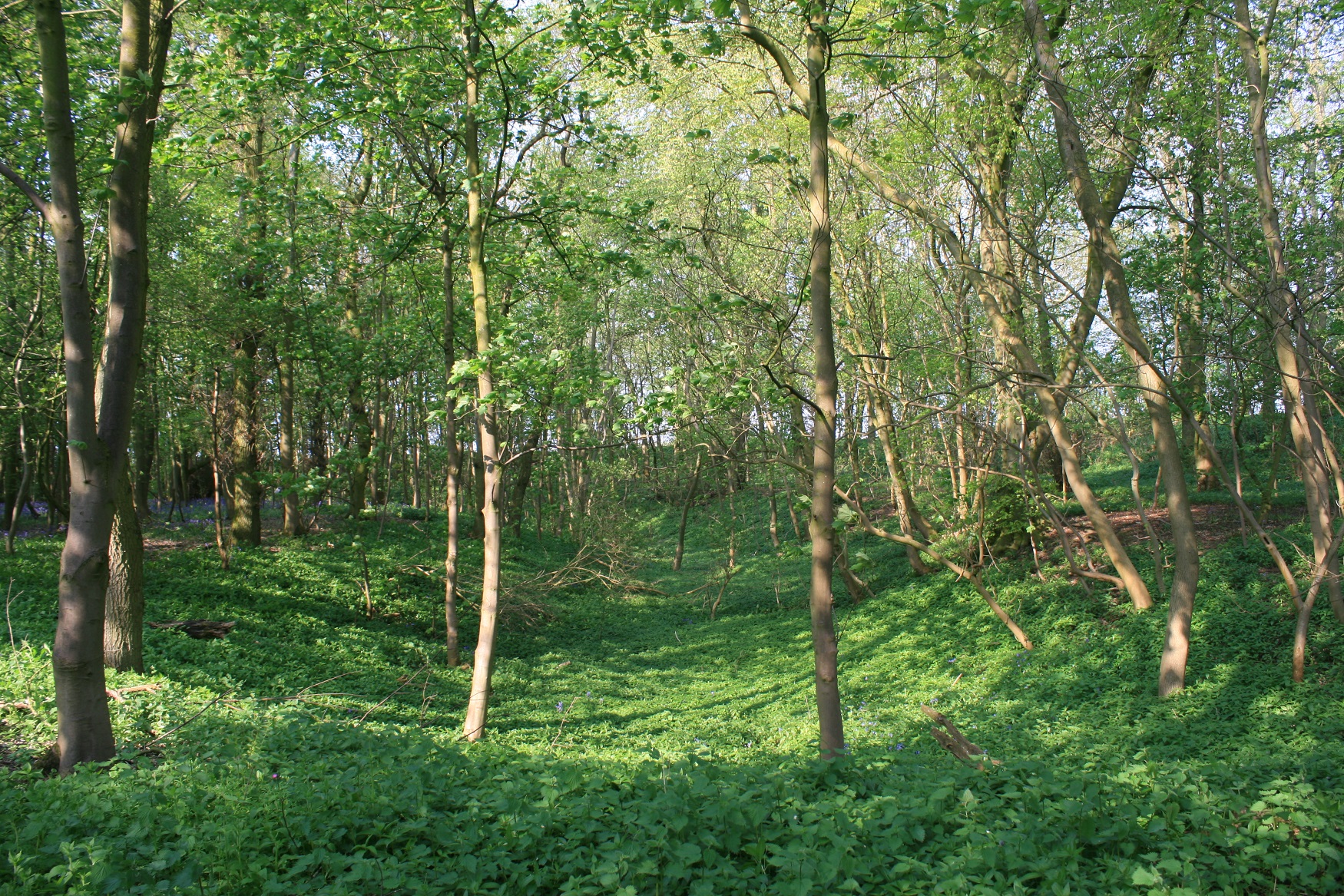 Image of Thornborough Henge North by postman