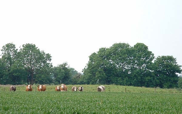 Image of Butterbumps Barrow Cemetery by Chris Collyer