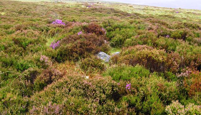 Image of Aitnoch (Cairn(s)) by drewbhoy