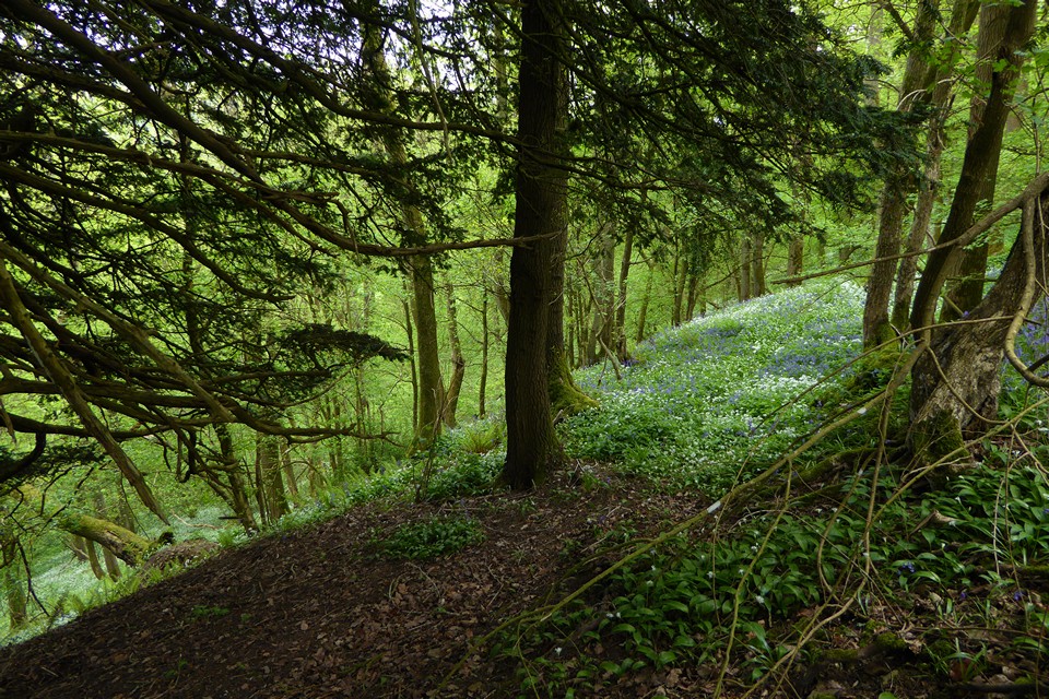 Image of Cherry Hill Camp (Hillfort) by thesweetcheat