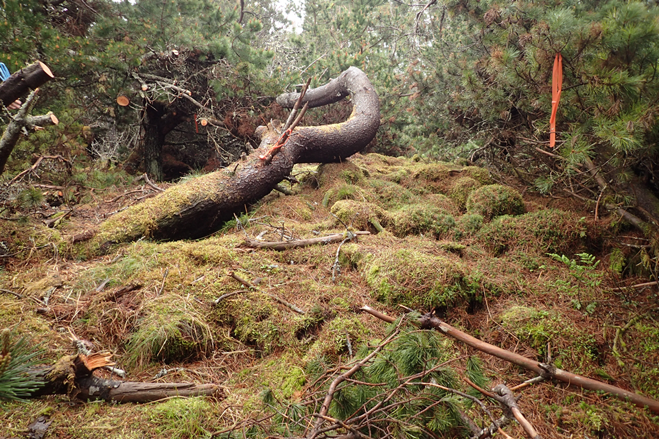 Image of Meall A Choire Bhuidhe (Kerbed Cairn) by thelonious