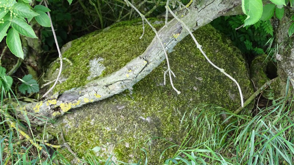 Image of Byhusen (Chambered Tomb) by Nucleus