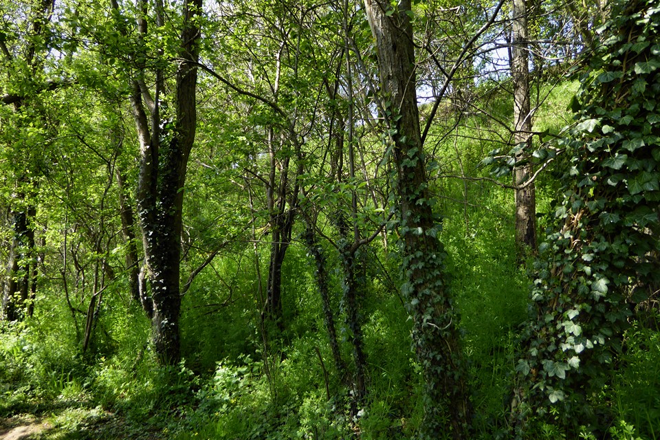 Image of Sutton Walls (Hillfort) by thesweetcheat
