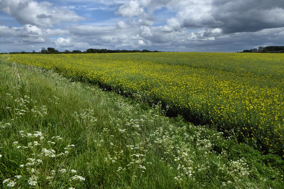 Image of Beckbury (Hillfort) by thesweetcheat