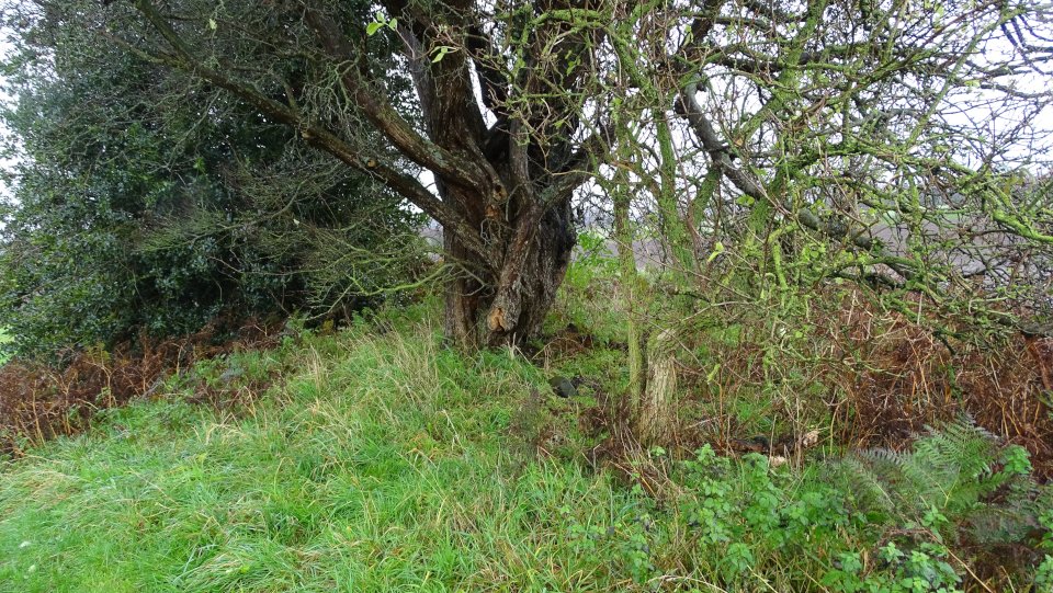 Image of Munkwolstrup 3 (Long Barrow) by Nucleus