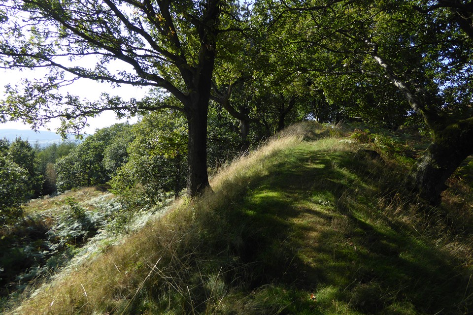 Image of Burrow (Hillfort) by thesweetcheat
