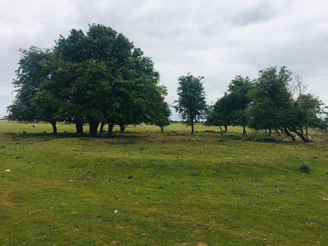Image of Curragh (Kildare ED) (Round Barrow(s)) by ryaner