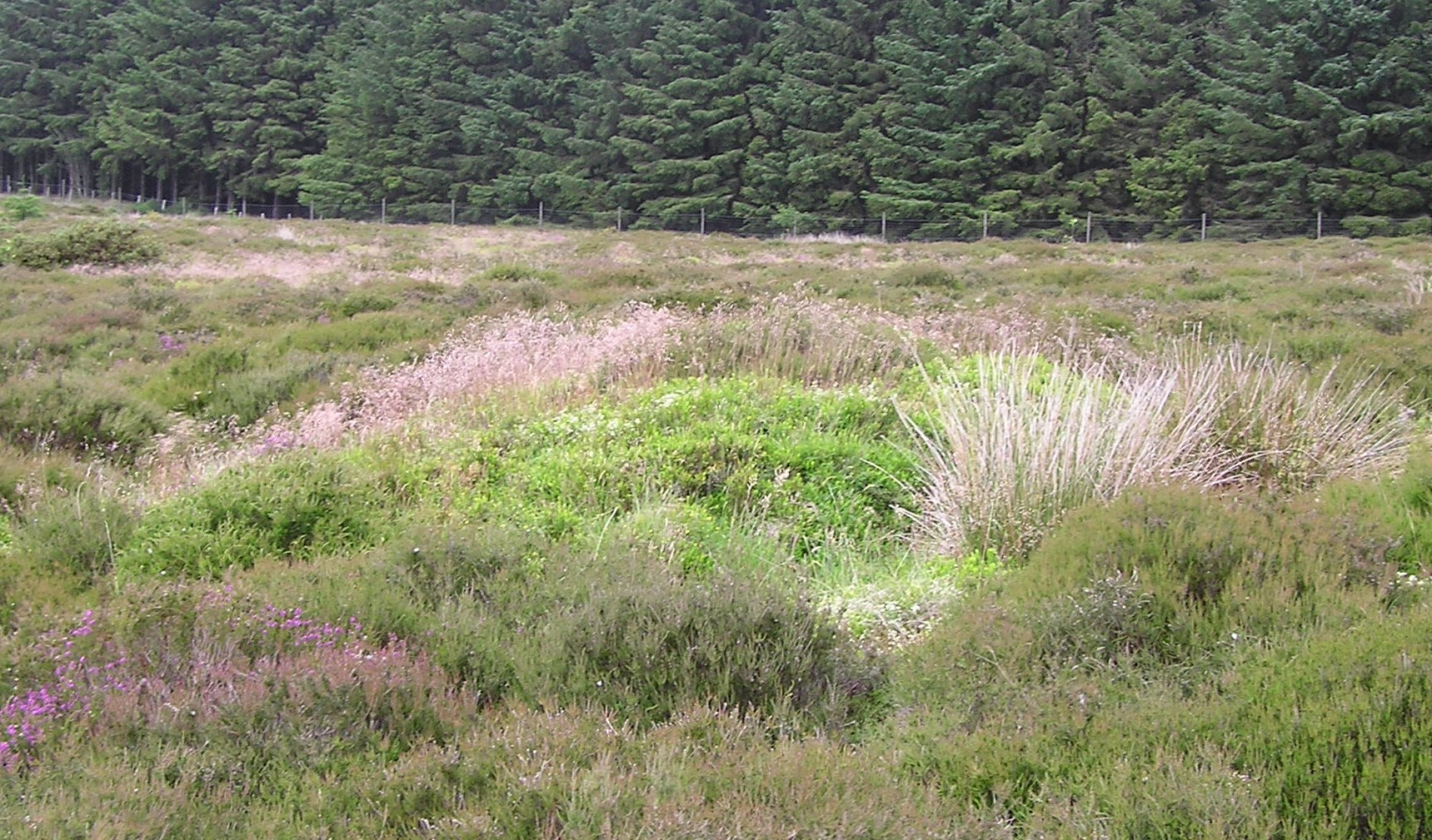 Image of South Balnoon (Cairn(s)) by drewbhoy