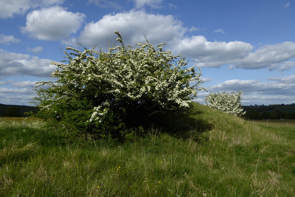 Image of Coberley (Long Barrow) by thesweetcheat