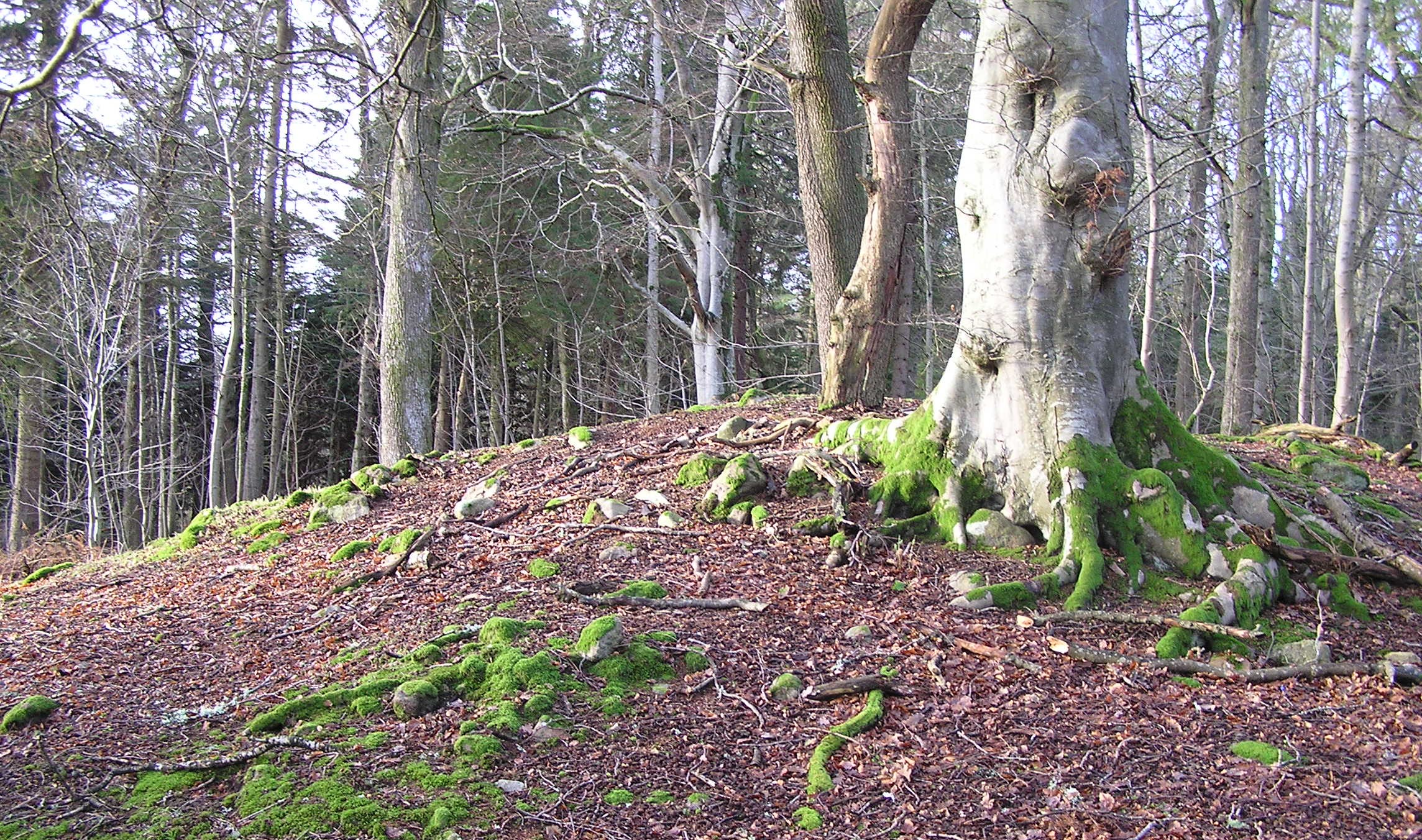 Image of Woodbine Cottage (Artificial Mound) by drewbhoy