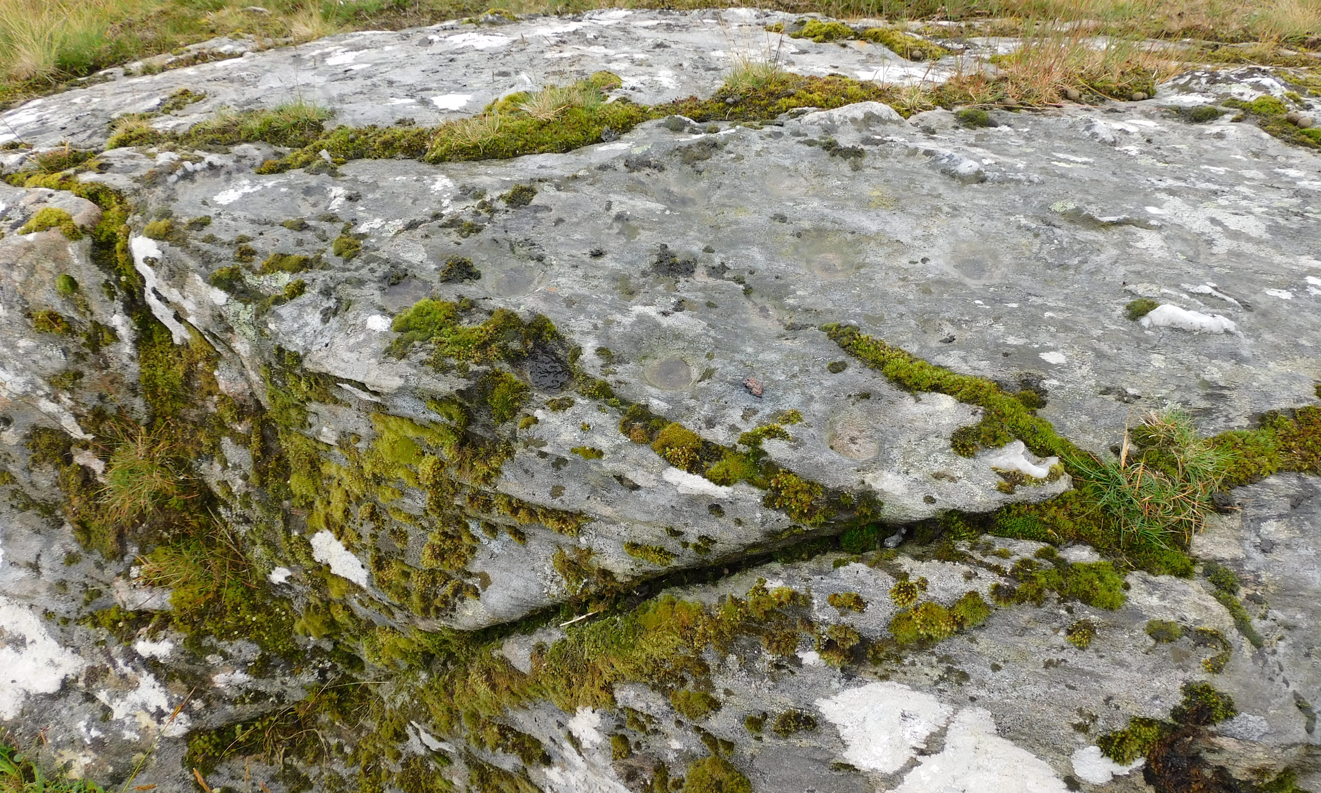Image of Brae of Revack (Cup Marked Stone) by drewbhoy