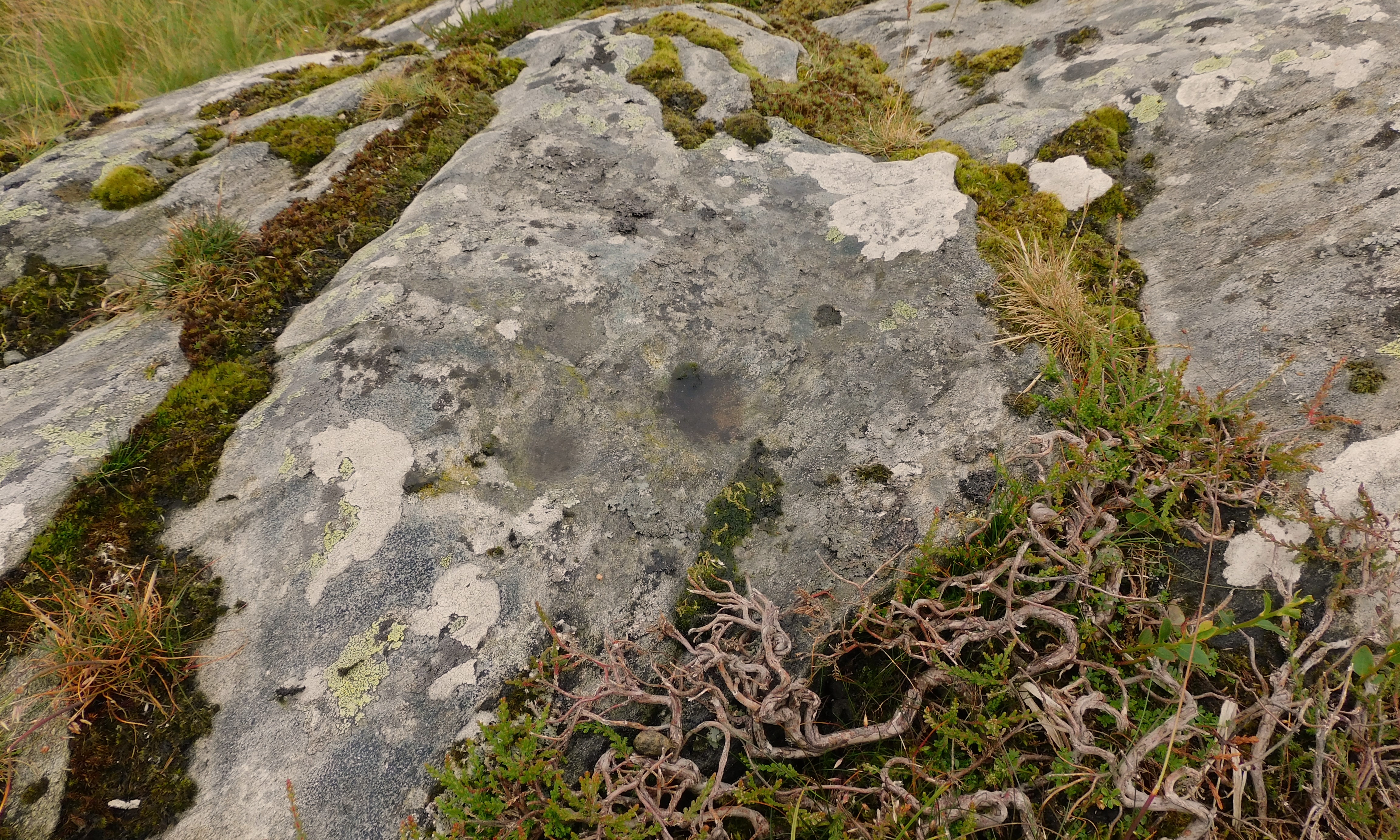 Image of Brae of Revack 2 / 3 (Cup Marked Stone) by drewbhoy