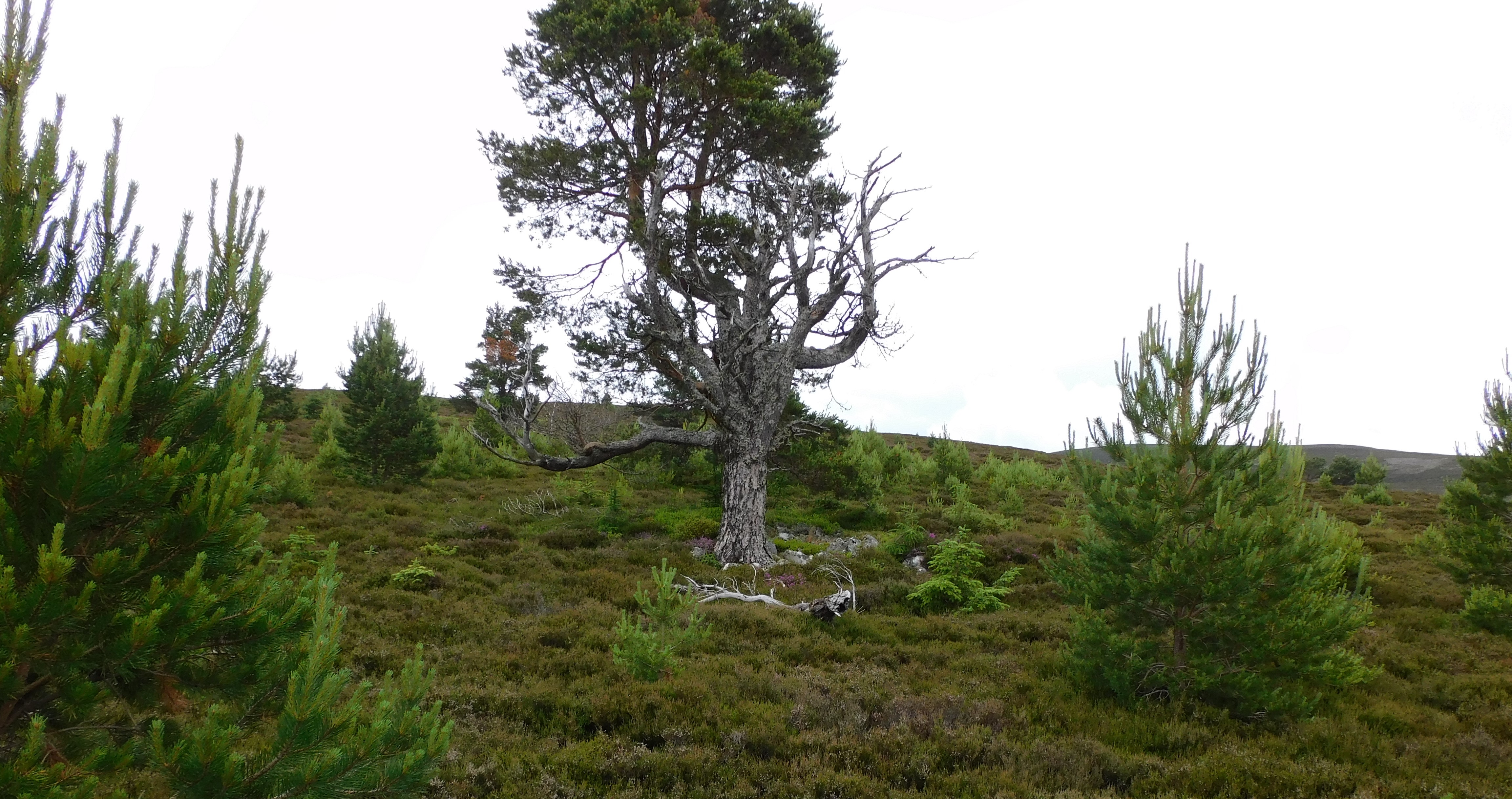 Image of Coire Molach 2 (Cairn(s)) by drewbhoy