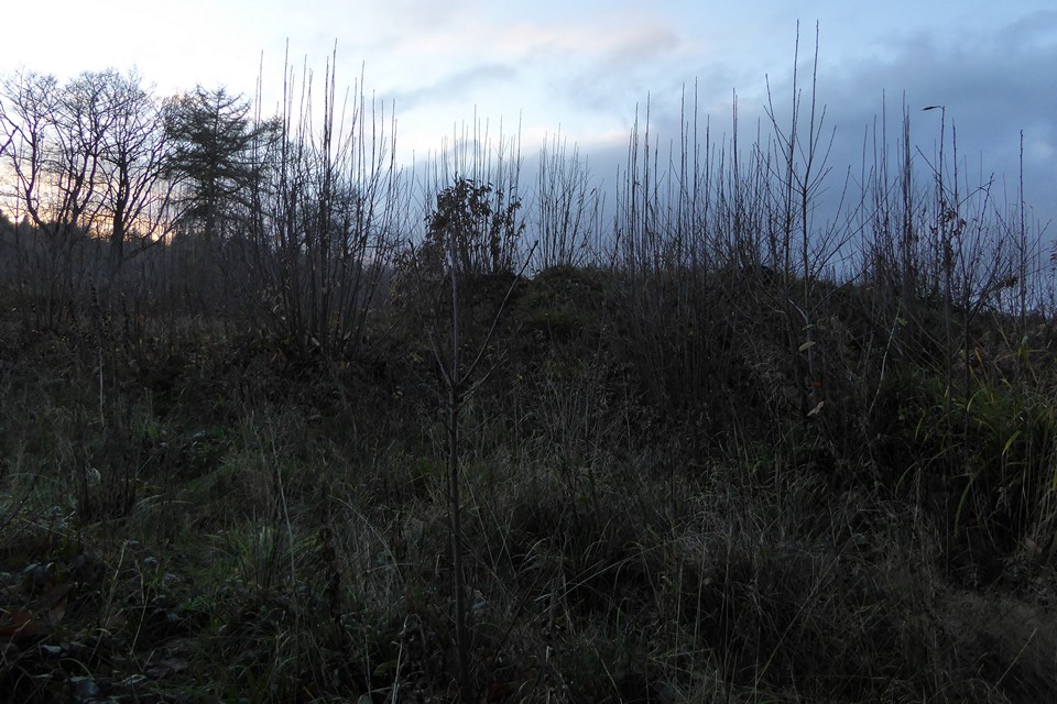 Image of Castle Hill Wood (Ancient Village / Settlement / Misc. Earthwork) by thesweetcheat
