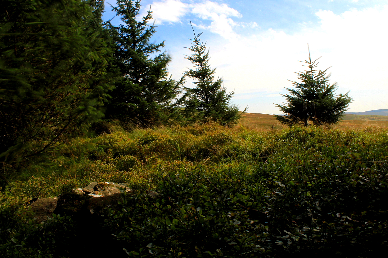 Image of Graig-wen (Llanddewi Brefi) (Cairn(s)) by GLADMAN