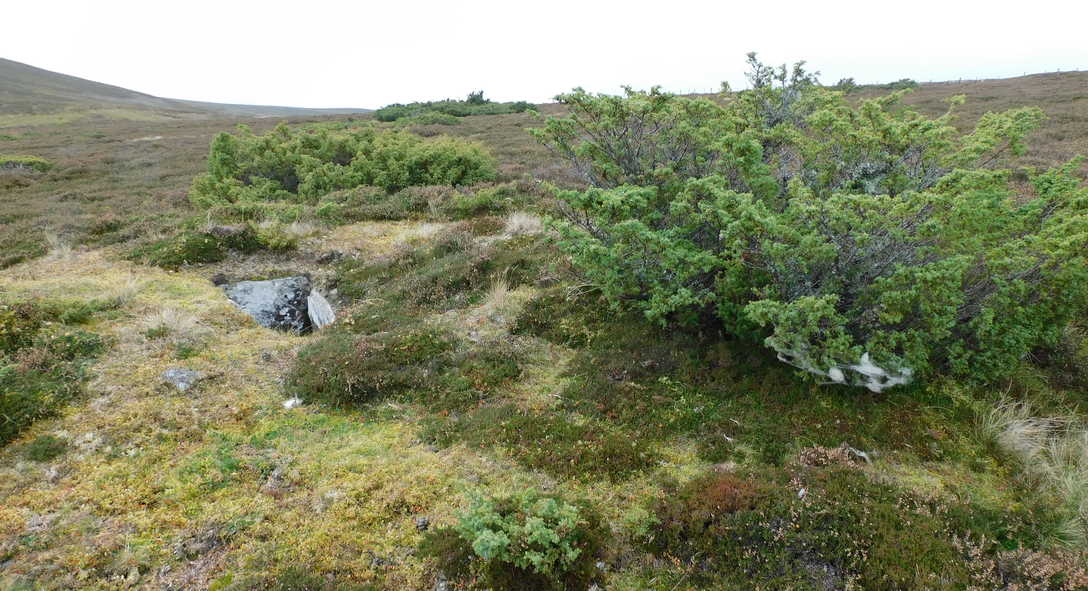 Image of Tom Na Moine (Kerbed Cairn) by drewbhoy