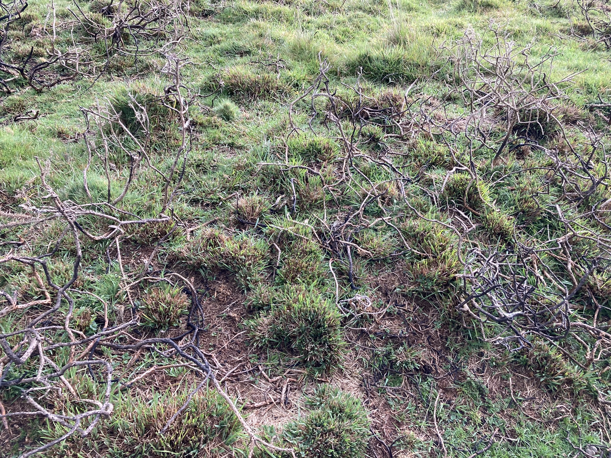Image of Manor Common (Round Barrow(s)) by markj99