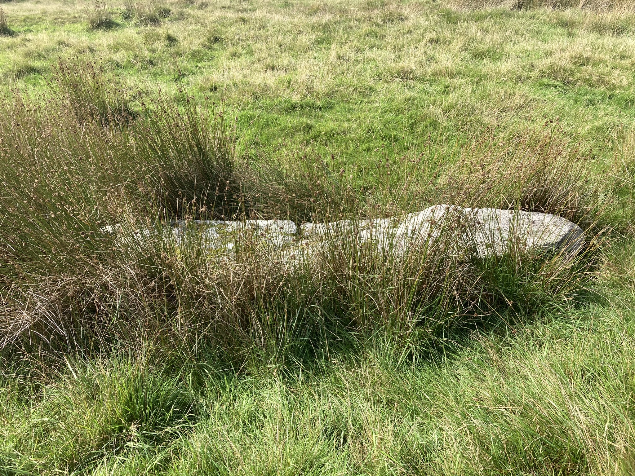 Image of Stripple Stones (Stone Circle) by markj99