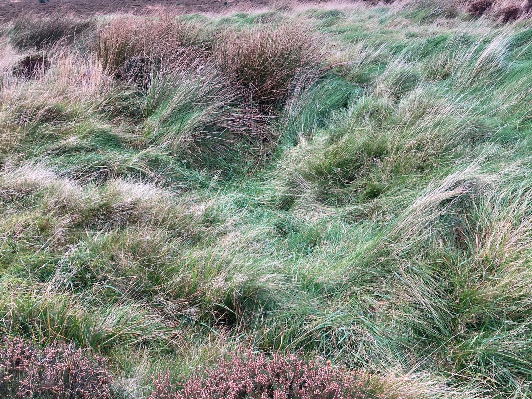 Image of Finnarts Hill Enclosure (Causewayed Enclosure) by markj99