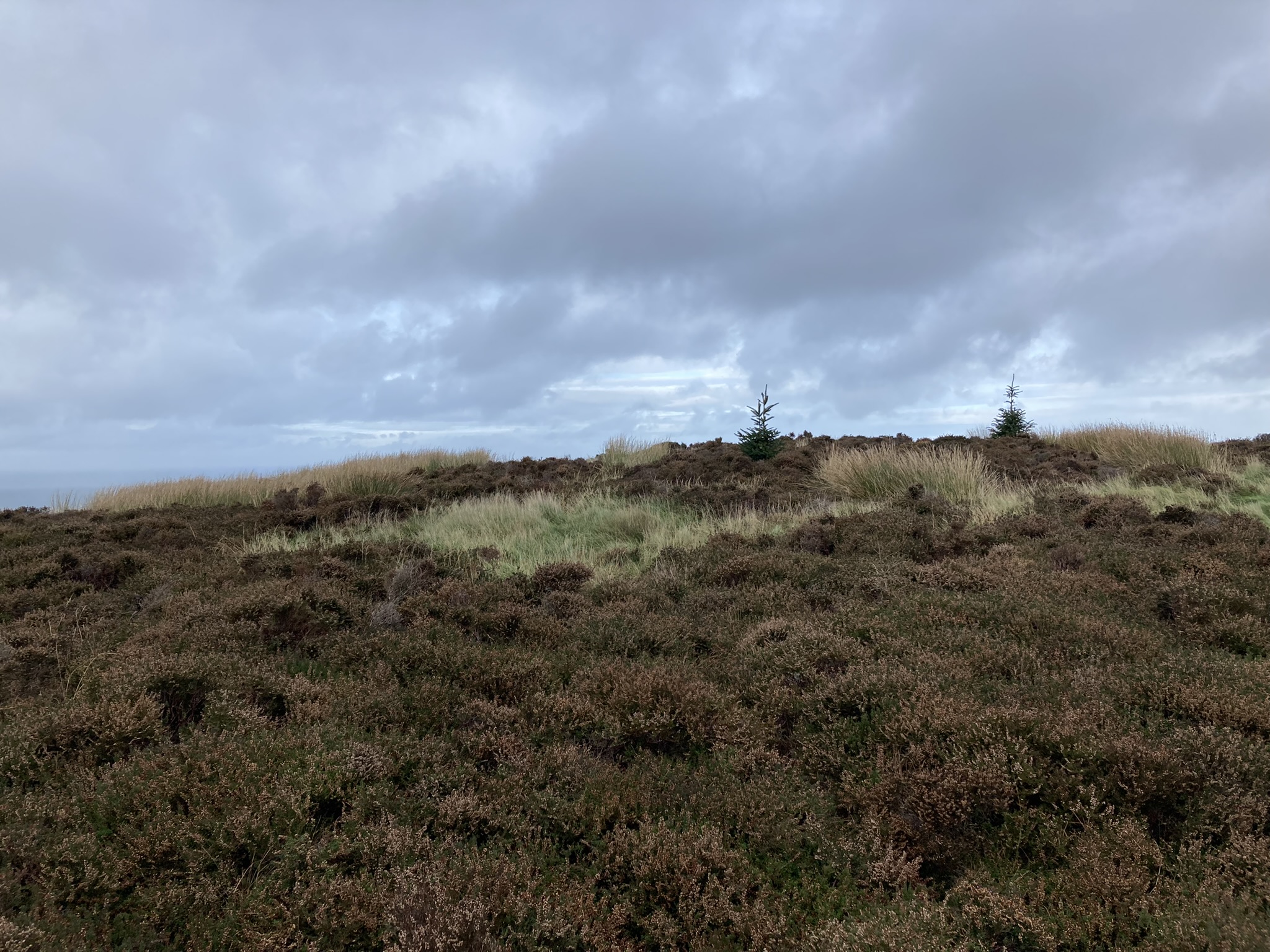 Image of Finnarts Hill Enclosure (Causewayed Enclosure) by markj99