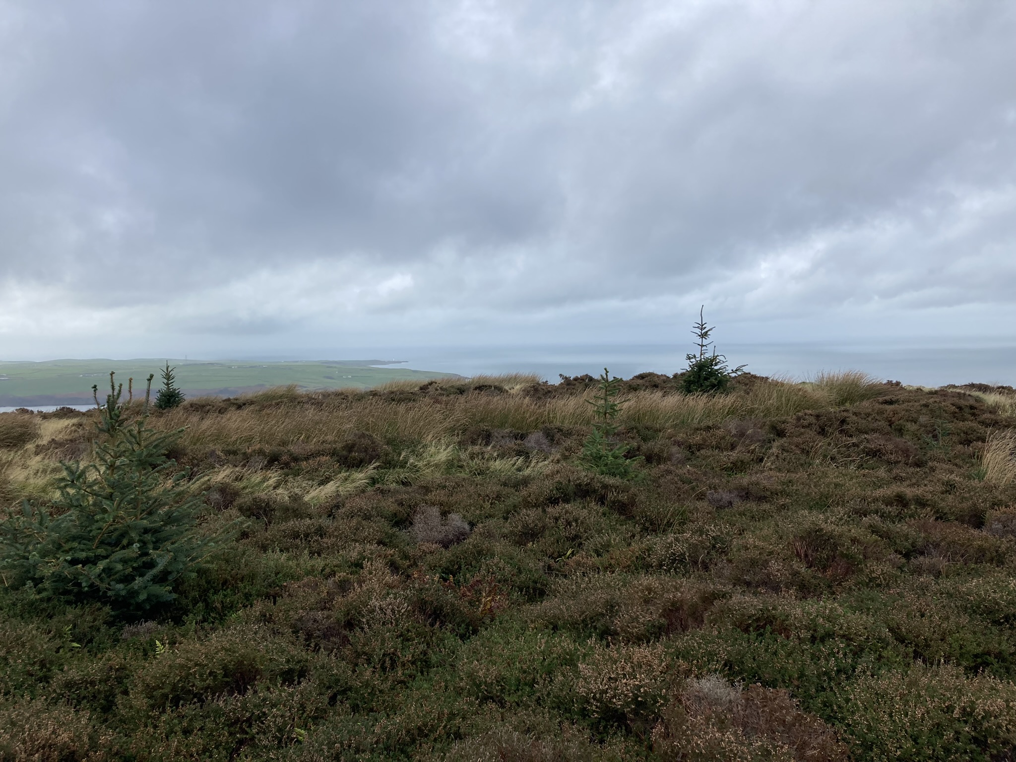 Image of Finnarts Hill Enclosure (Causewayed Enclosure) by markj99