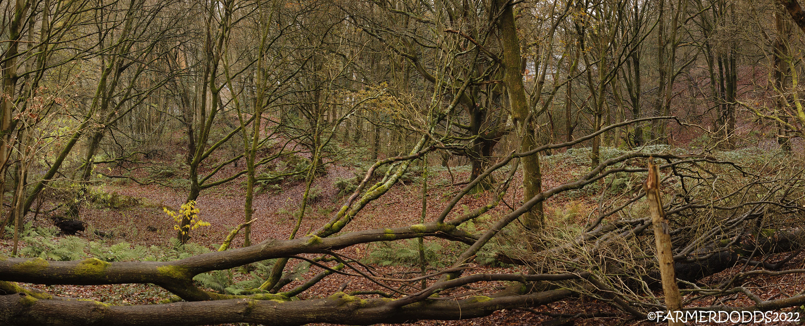 Image of Maiden’s Bower (Round Barrow(s)) by FARMERDODDS