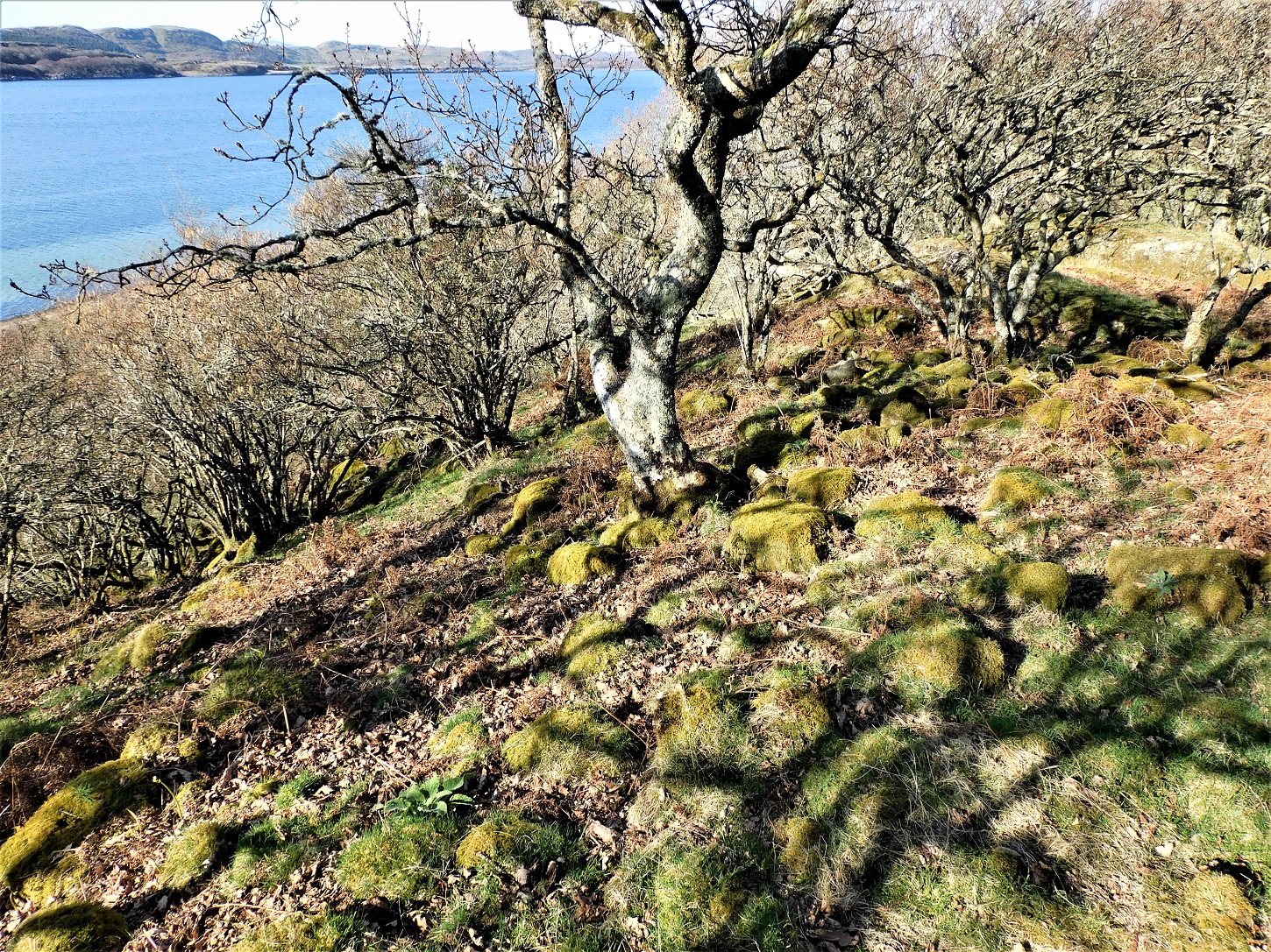 Image of Dun Beag (Castle Sween) by drewbhoy