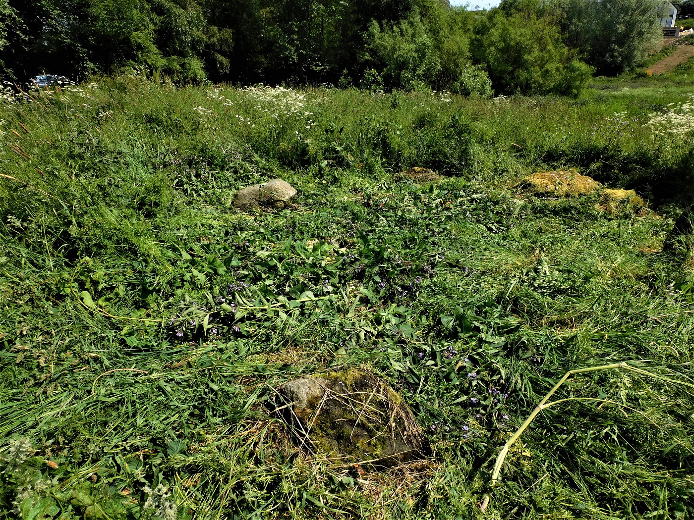 Image of Ellon (relocated) (Stone Circle) by drewbhoy