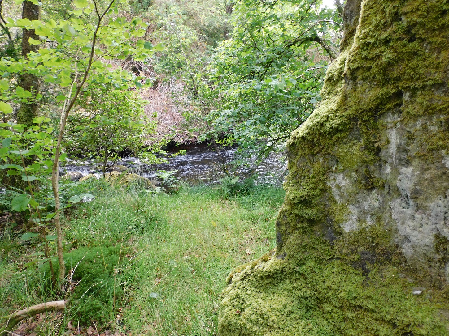 Image of Achahoish (Standing Stone / Menhir) by drewbhoy