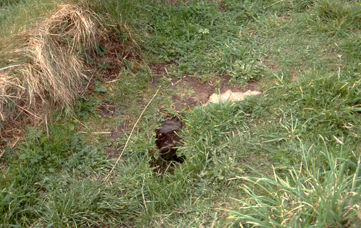 Image of Broch of Lingro by wideford