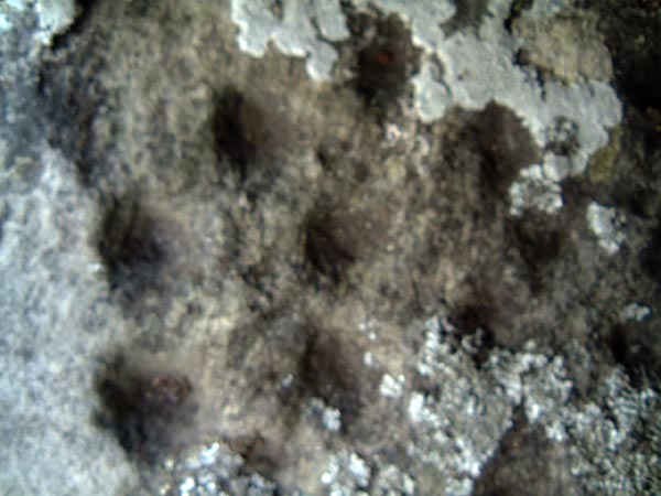 Image of Weetwood Moor (Cup and Ring Marks / Rock Art) by Hob