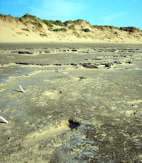 Image of Formby (Ancient Trackway) by baza