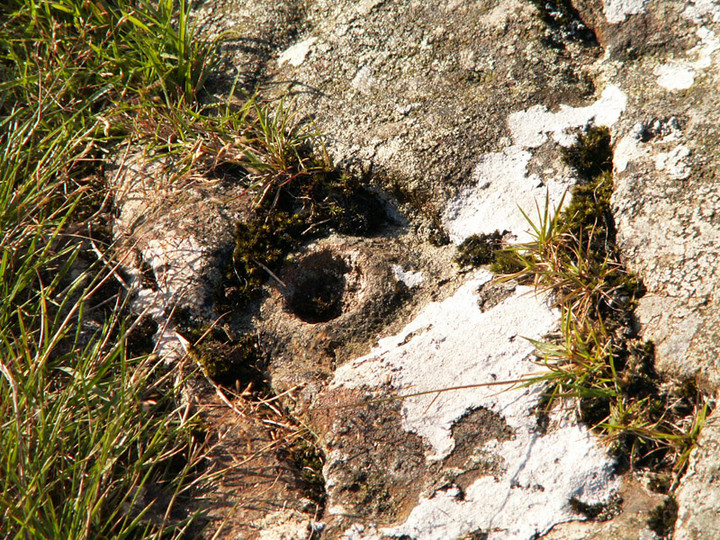 Image of Lamford Hill (Cup and Ring Marks / Rock Art) by rockartwolf
