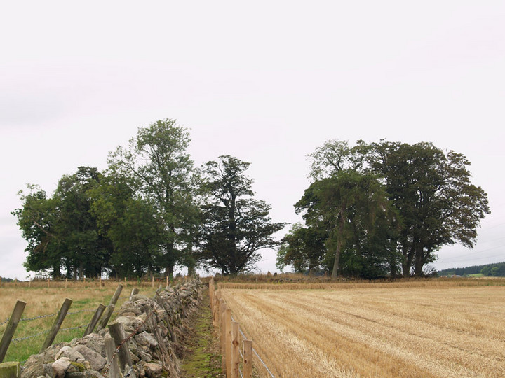 Image of Sunhoney (Stone Circle) by rockartwolf