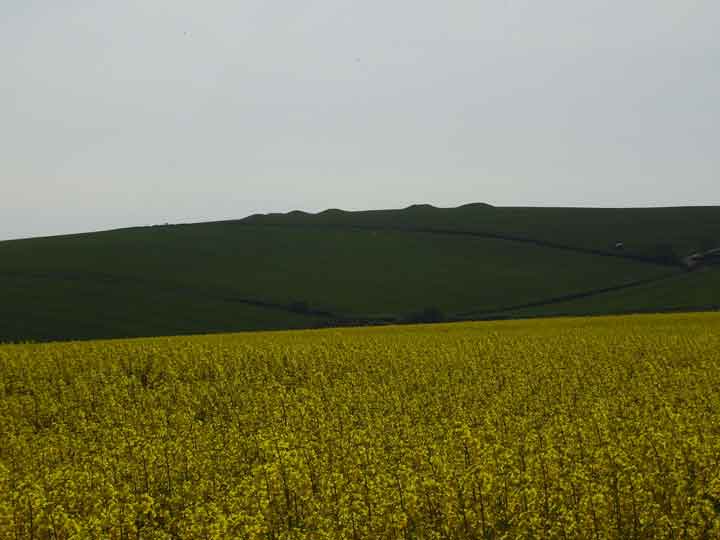 Image of Bincombe Down (Barrow / Cairn Cemetery) by formicaant