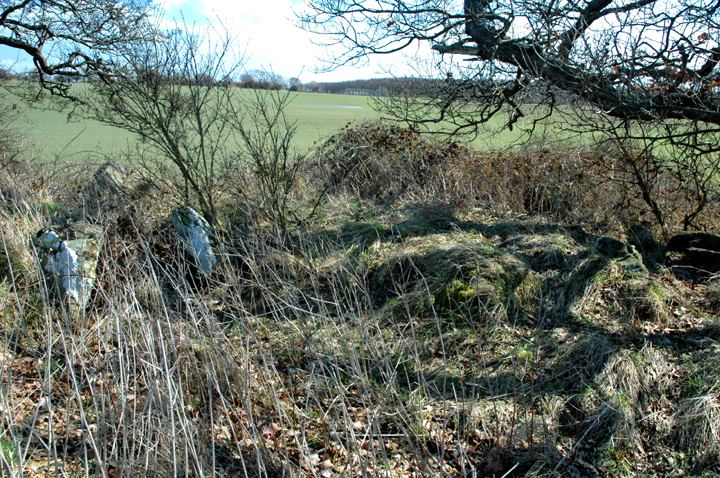 Image of Langdysse ved Pæregård Strand by Moth