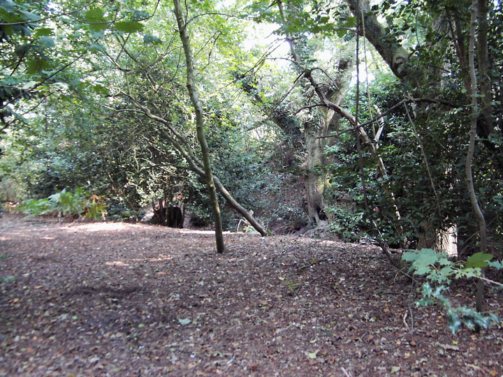 Image of Dudsbury Camp (Hillfort) by formicaant