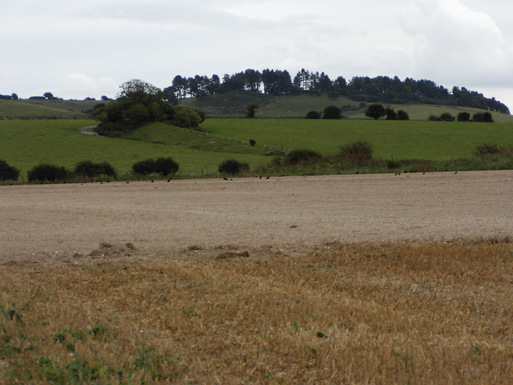 Image of Bokerley Down (Long Barrow) by formicaant