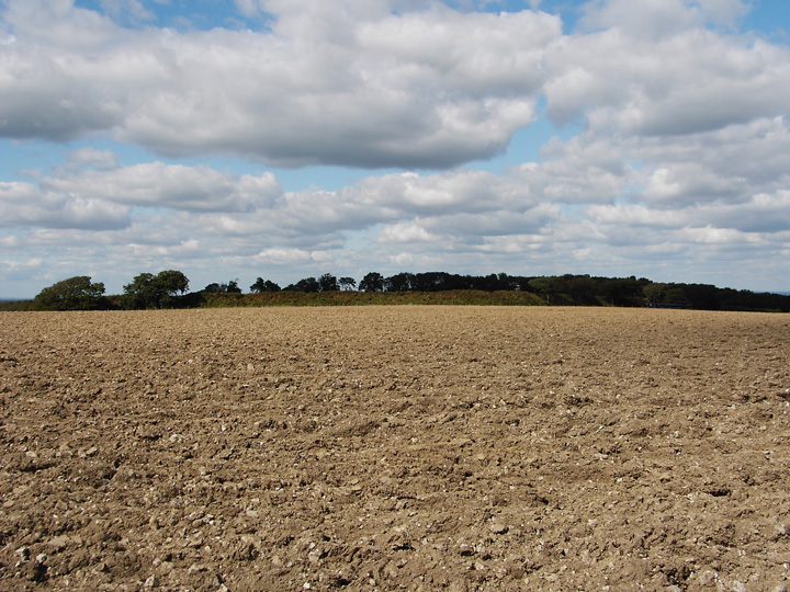 Image of Nettlecombe Tout (Hillfort) by formicaant