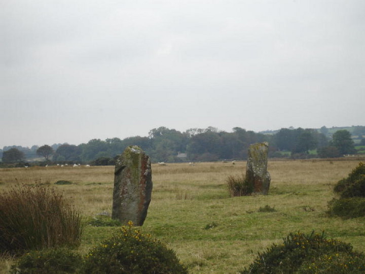 Image of Gors Fawr (Stone Circle) by moss