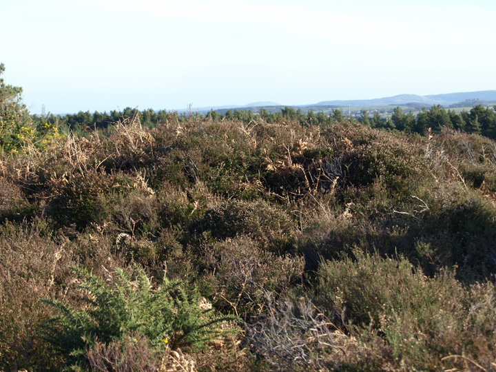 Image of Whitcombe Vale (Round Barrow(s)) by formicaant