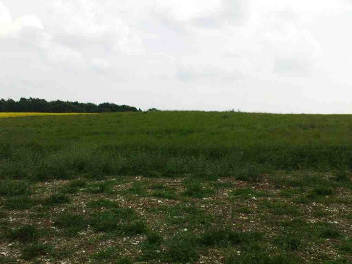 Image of Crawley Clump West Barrows (Round Barrow(s)) by UncleRob