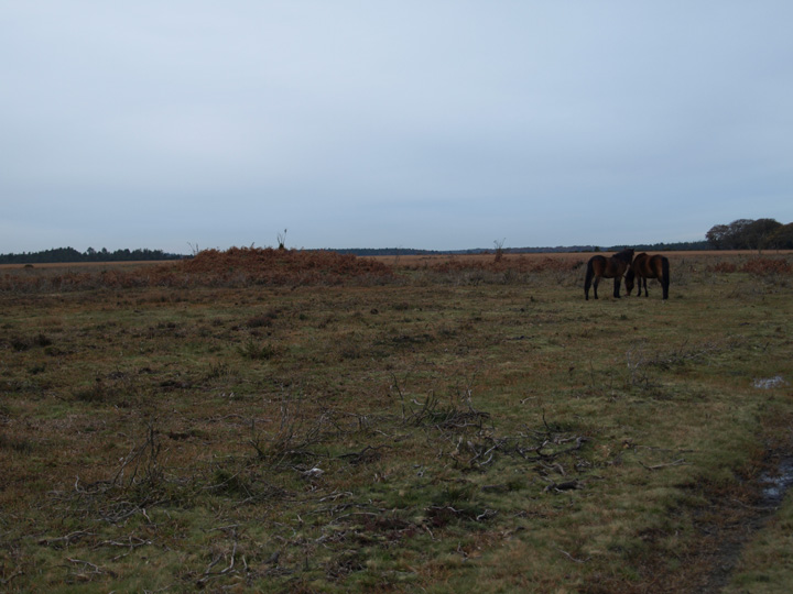 Image of Bratley Plain (Barrow / Cairn Cemetery) by formicaant