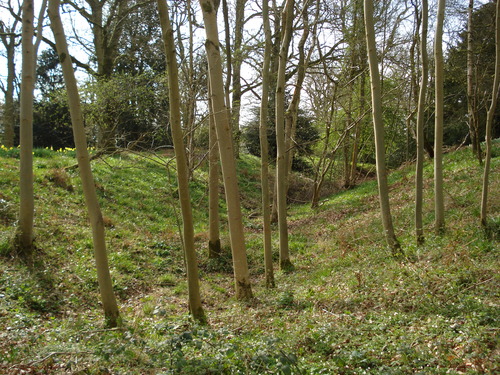 Image of Bussock Camp (Hillfort) by ginger tt